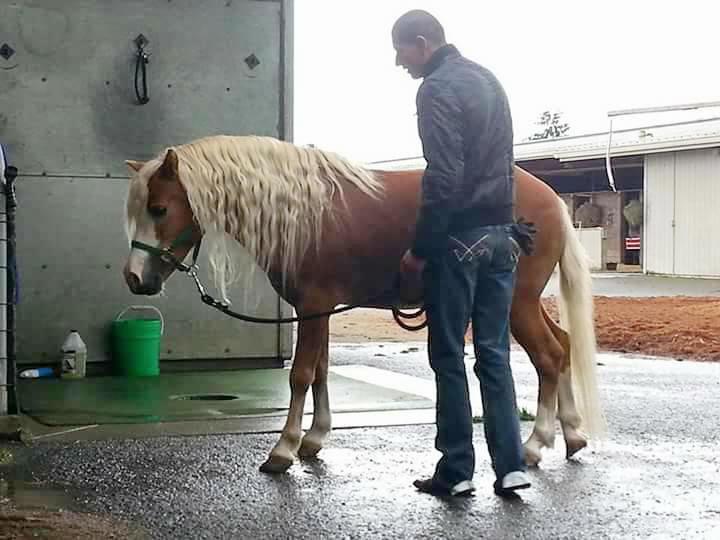 Future Christmas pony Cracker Jack for Eliska Kubinova's daughter Emilie. (Courtesy of Eliska Kubinova)